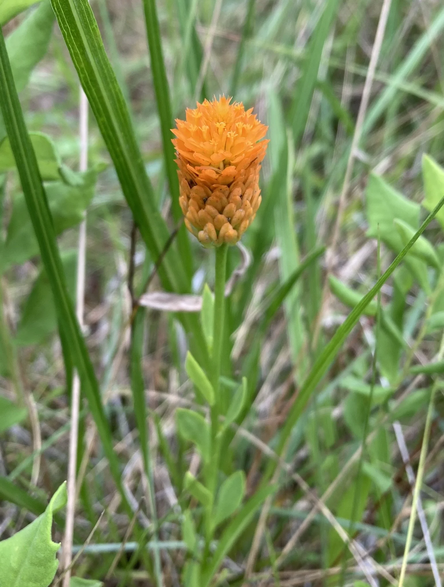 Bog Cheeto or Red-hot-poker (Senega lutea) 