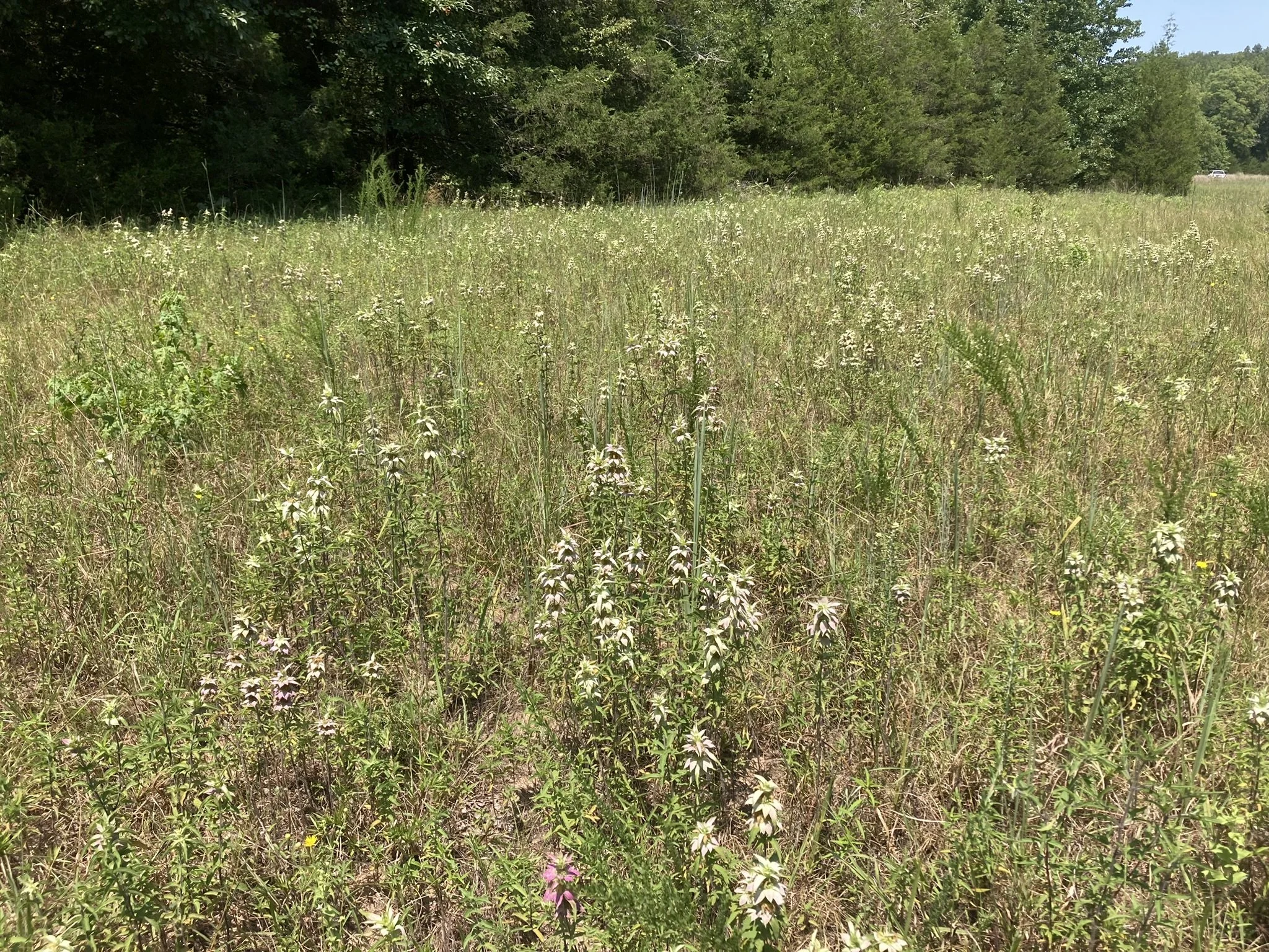 Ozark Sand Grassland