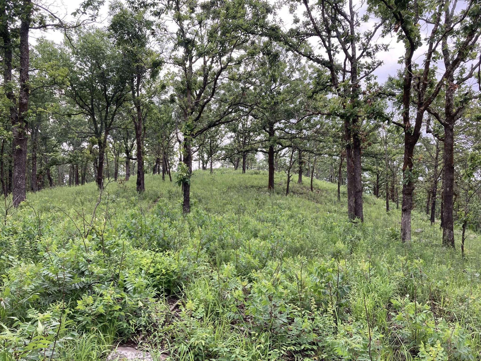 Post Oak Woodland Site, Central AR