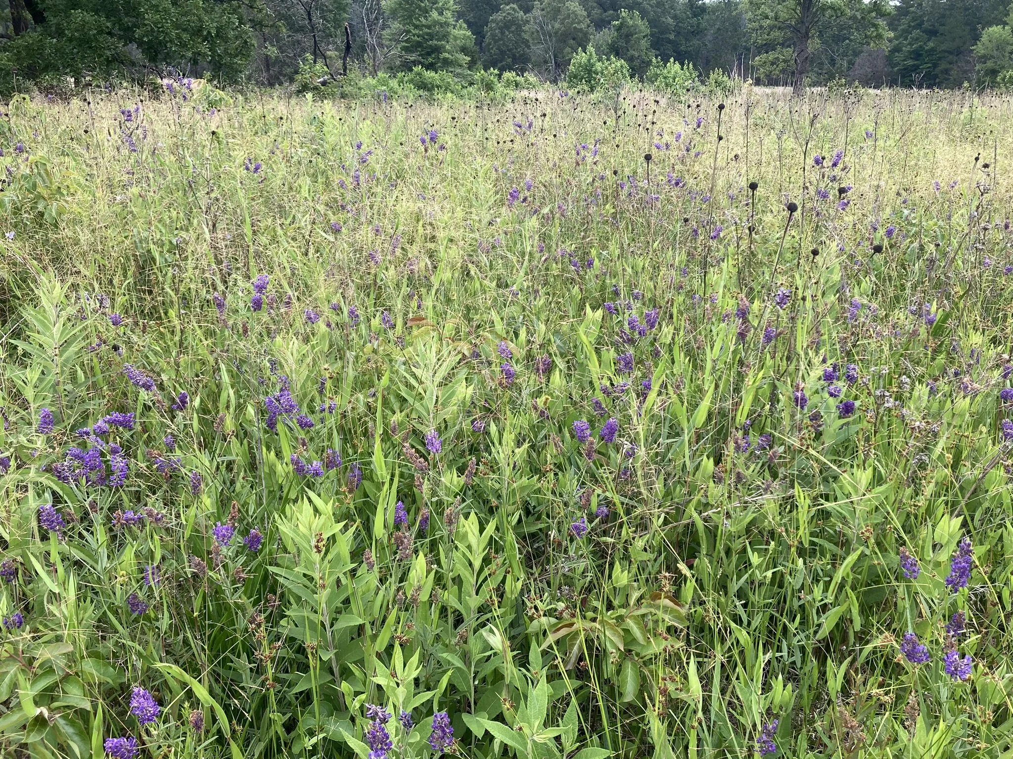 Remnant Tallgrass Prairie