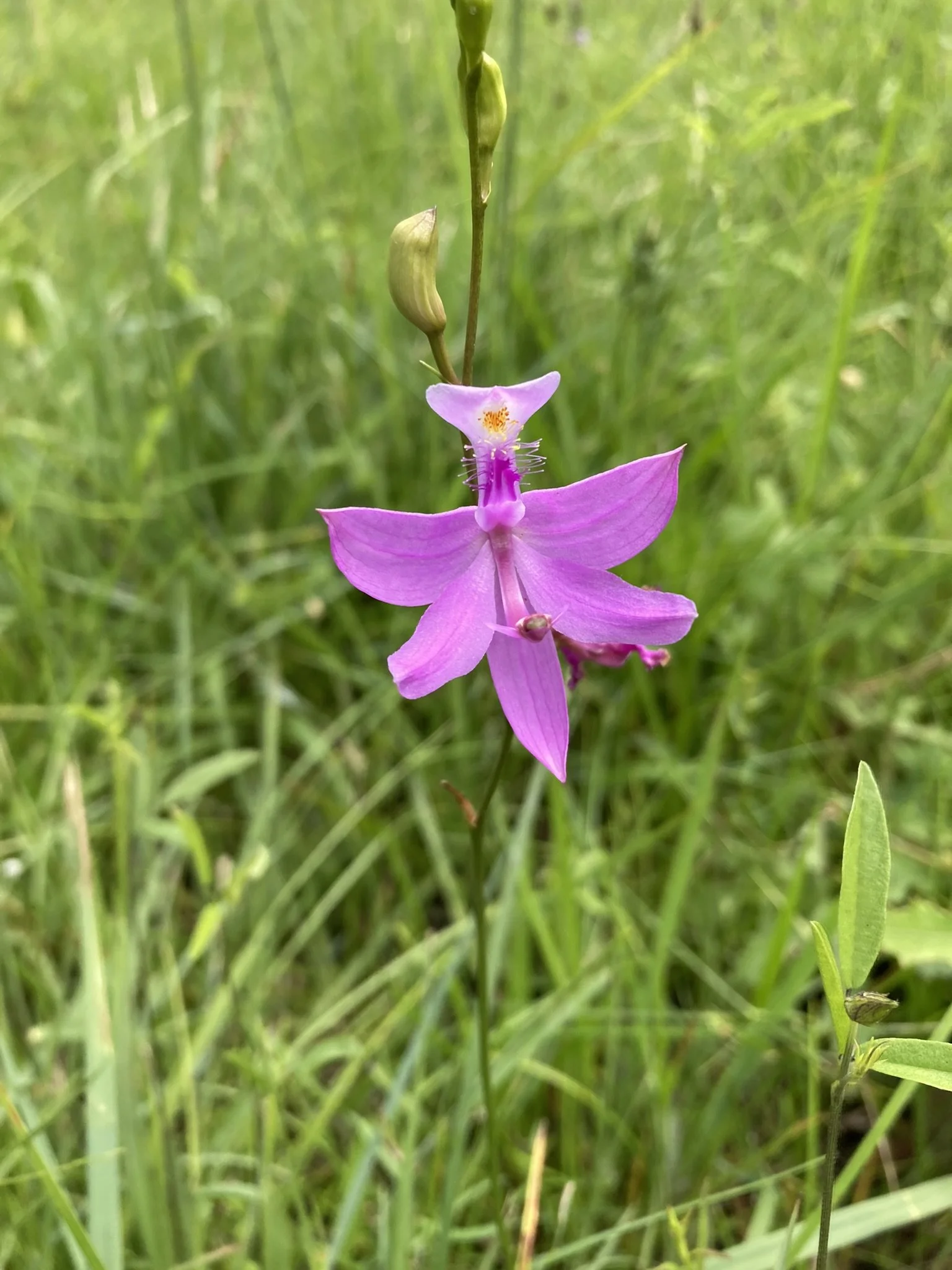 Calopogon tuberosus_Greenwood Plantation_GA_Witsell.JPEG