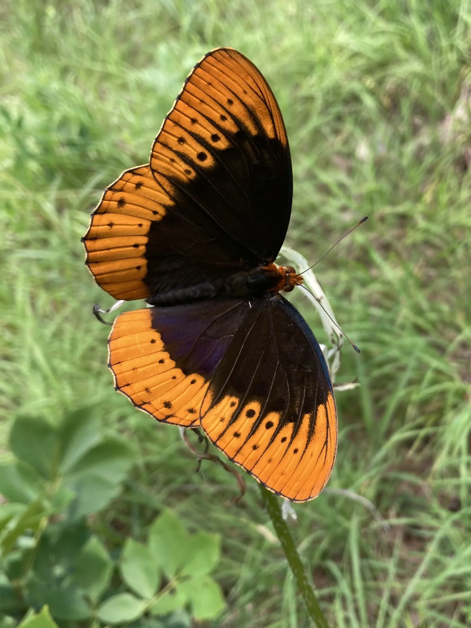 Male Diana Fritillary (Speyeria diana), a butterfly of global conservation concern