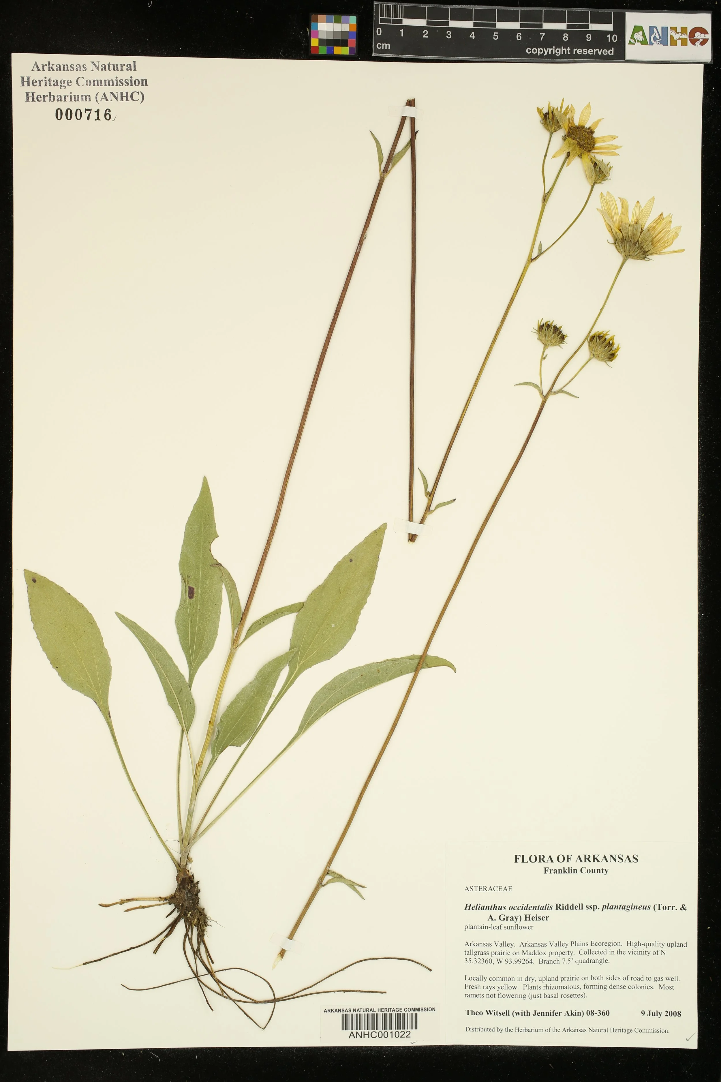  &nbsp;Herbarium specimen of Plantain-leaf Sunflower ( Helianthus occidentalis  subsp.  plantagineus ) from a rare hill prairie remnant in the Arkansas Valley Ecoregion. Photo: ANHC.    
