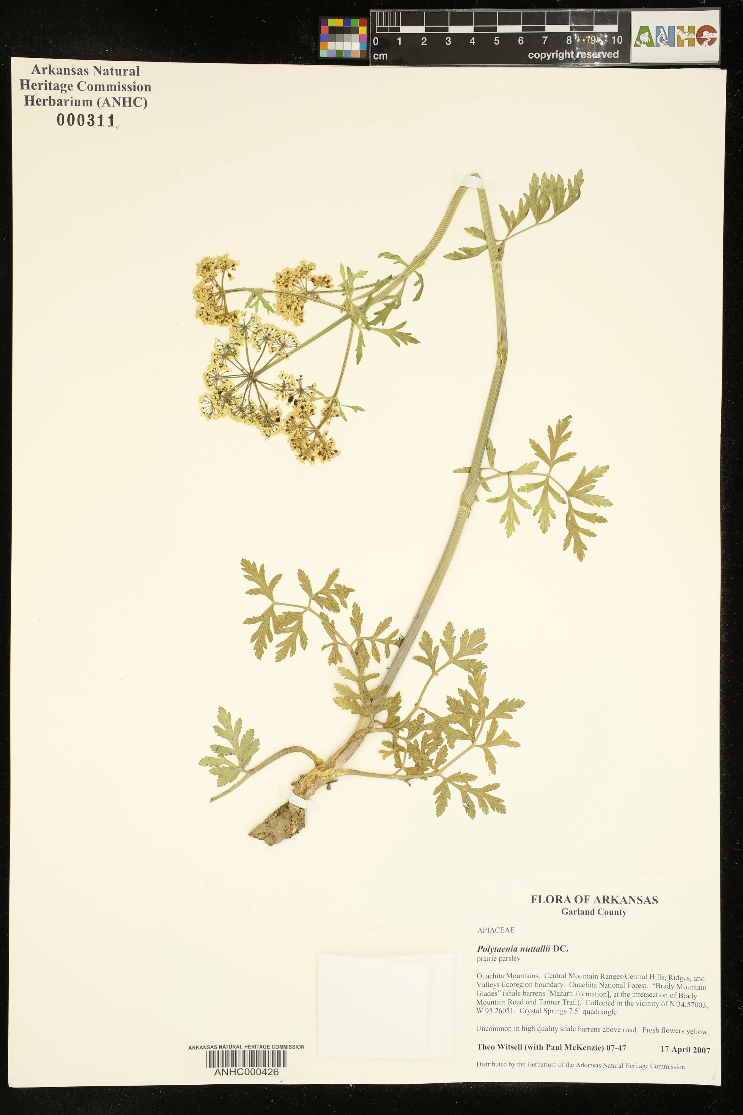  Herbarium specimen of Prairie Parsley ( Polytaenia nuttallii ) from a remnant shale barrens in the Ouachita Mountains. Photo: ANHC.    