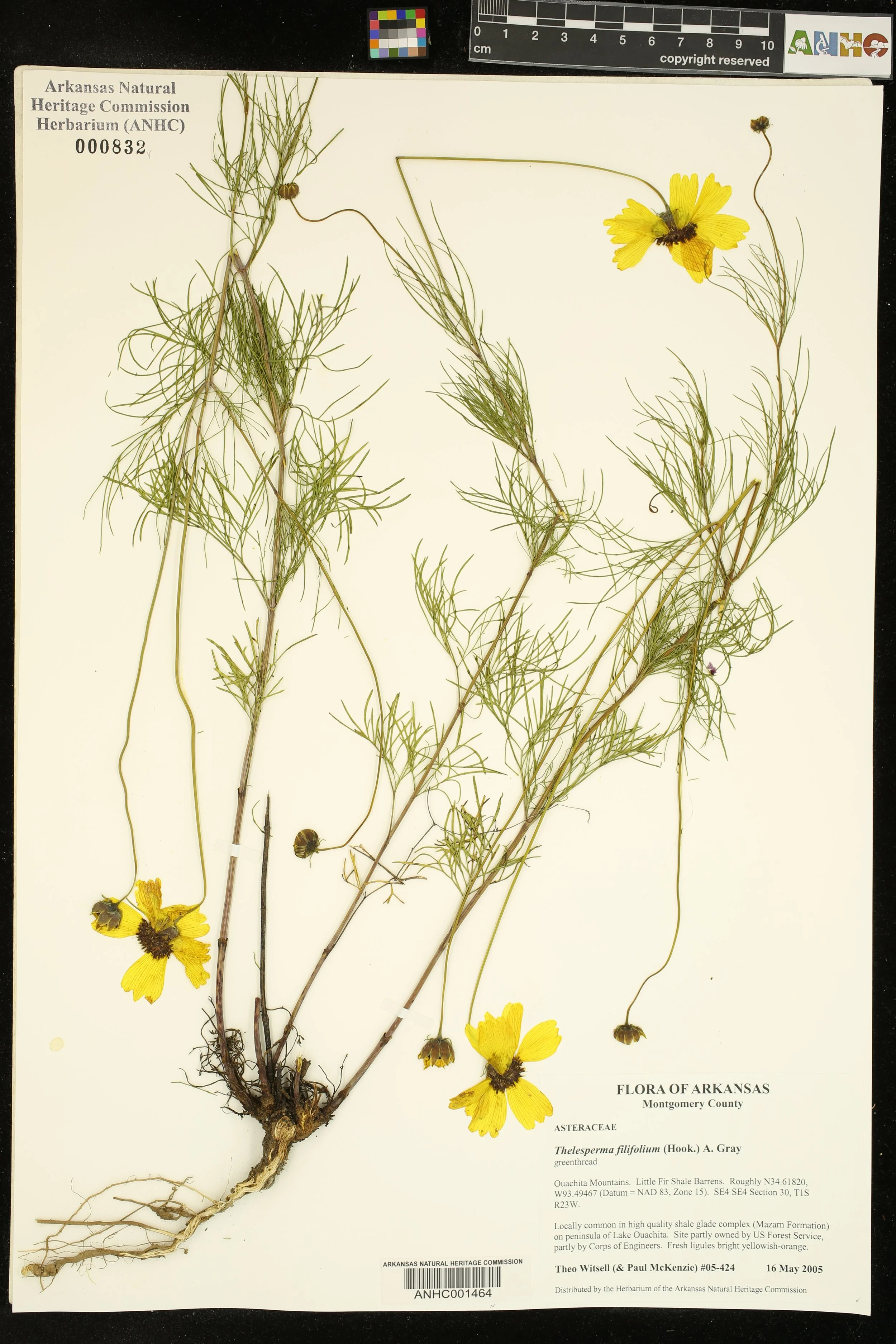  &nbsp;Herbarium specimen of Greethread ( Thelesperma filifolium ) from a remnant shale barrens in the Ouachita Mountains. Photo: ANHC.    