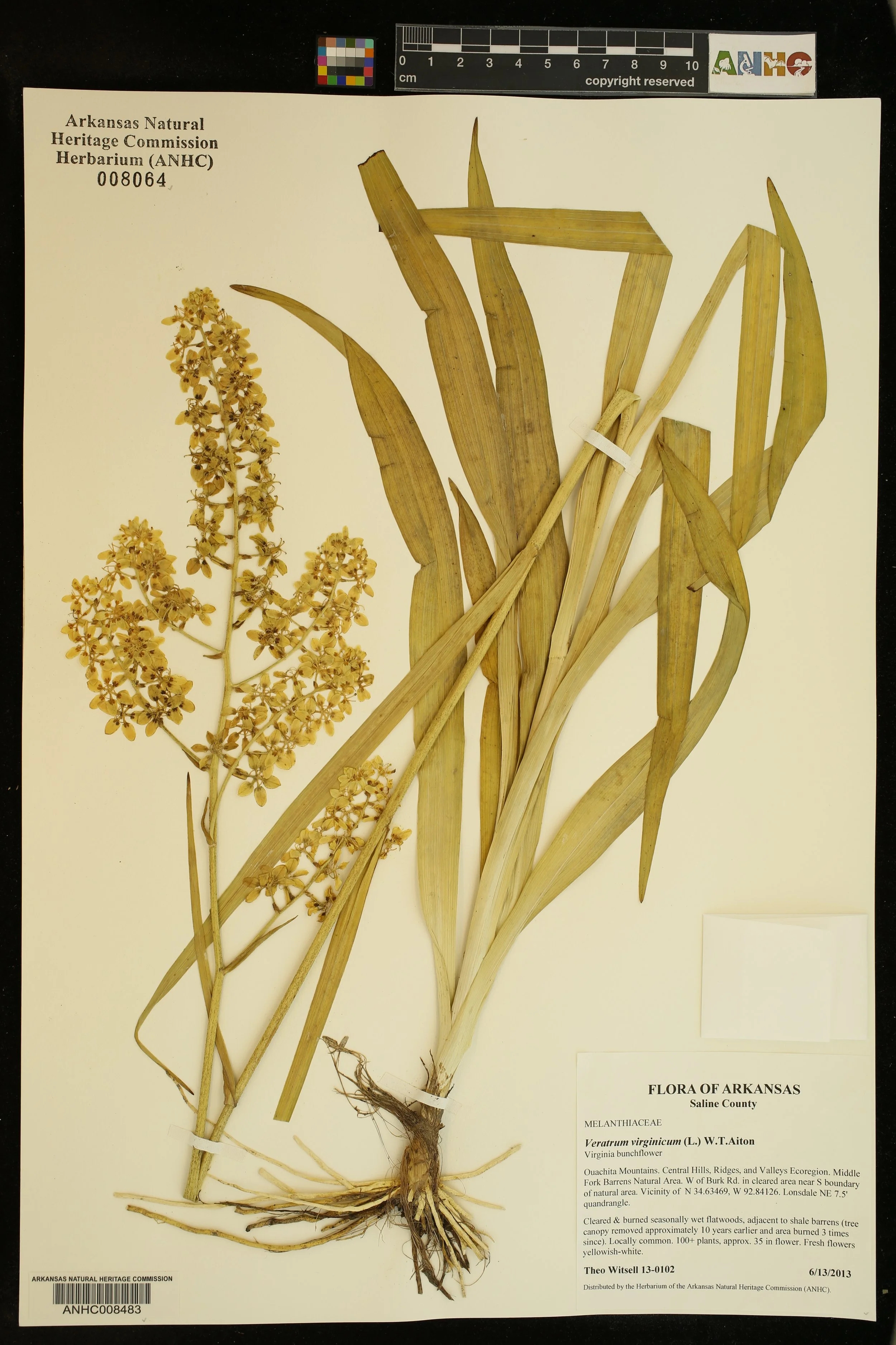  &nbsp;Herbarium specimen of Virginia Bunchflower ( Melanthium virginicum ) from a rare seasonally-wet shale savanna in the Ouachita Mountains. Photo: ANHC.    