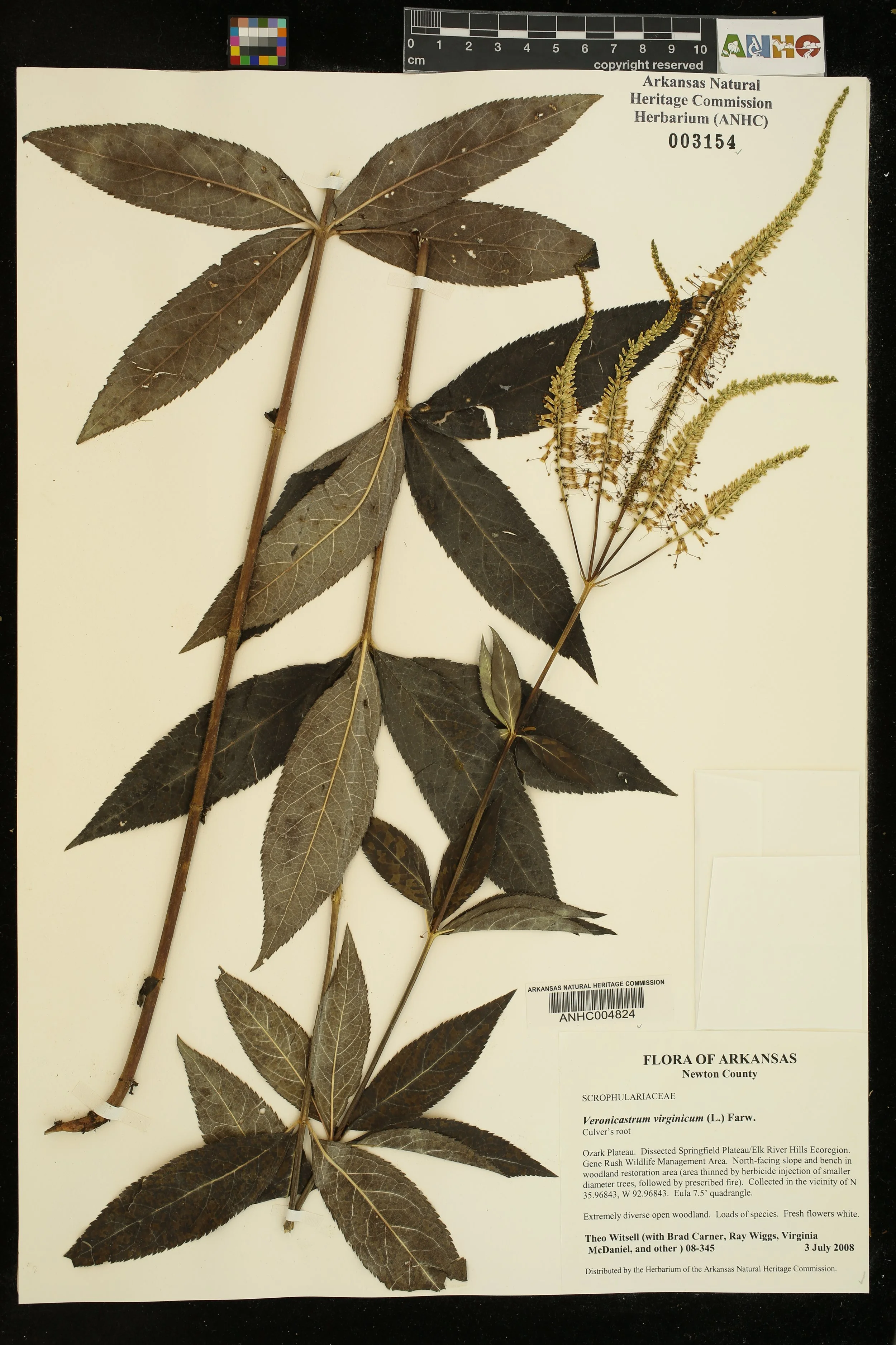  &nbsp;Herbarium specimen of Culver’s Root ( Veronicastrum virginicum ) from a pine-oak woodland in the Ozark Highlands. Photo: ANHC.    