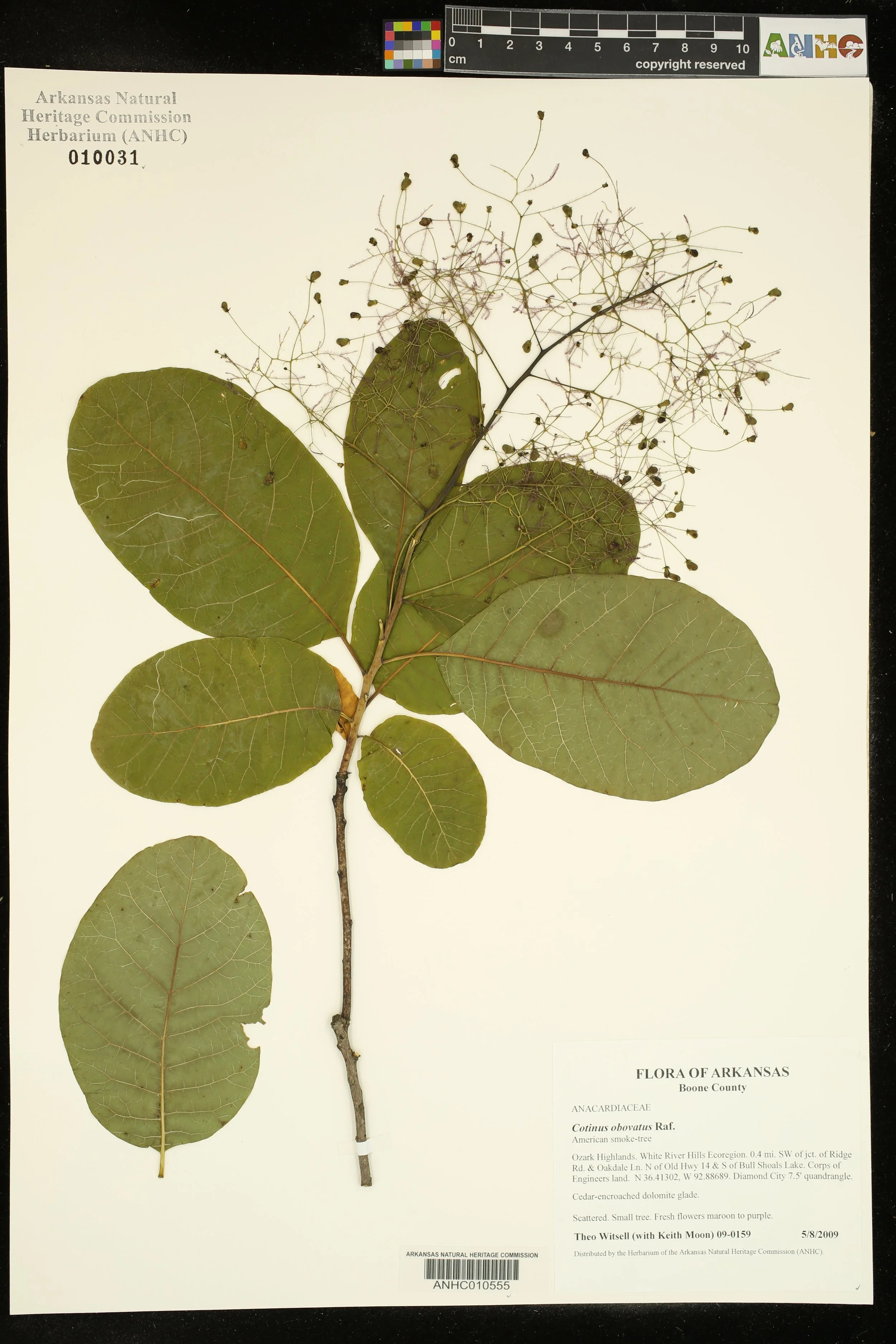  &nbsp;Herbarium specimen of Smoketree (Cotinus obovatus) from dolomite glades and barrens in the White River Hills Ecoregion of the Ozarks, collected near the Arkansas-Missouri border. Photo: ANHC.    