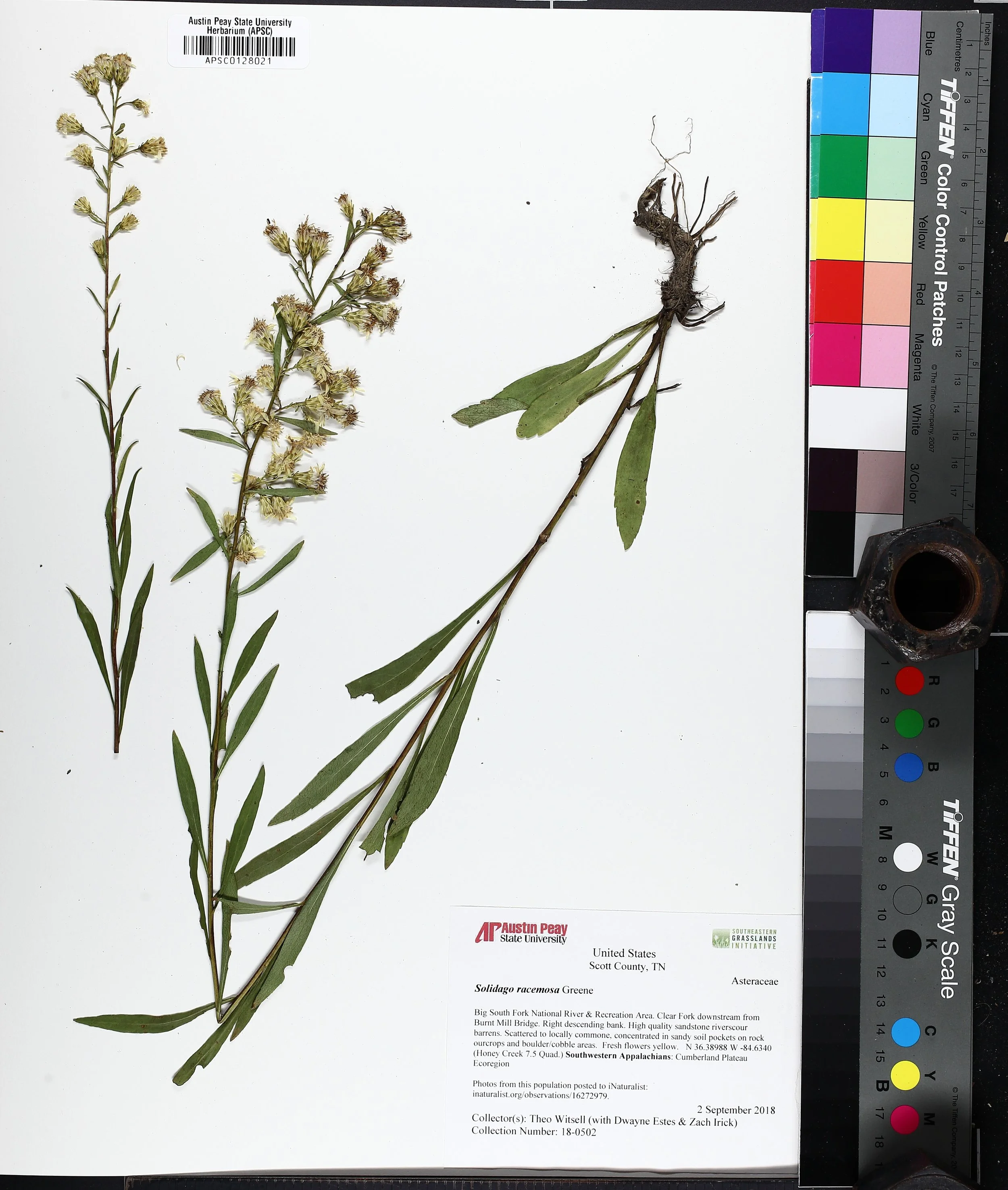  Herbarium specimen of Sticky Goldenrod ( Solidago racemosa ) from riverscour barrens in Big South Fork National River and Recreation Area on the Cumberland Plateau of Tennessee. Photo: APSC.    
