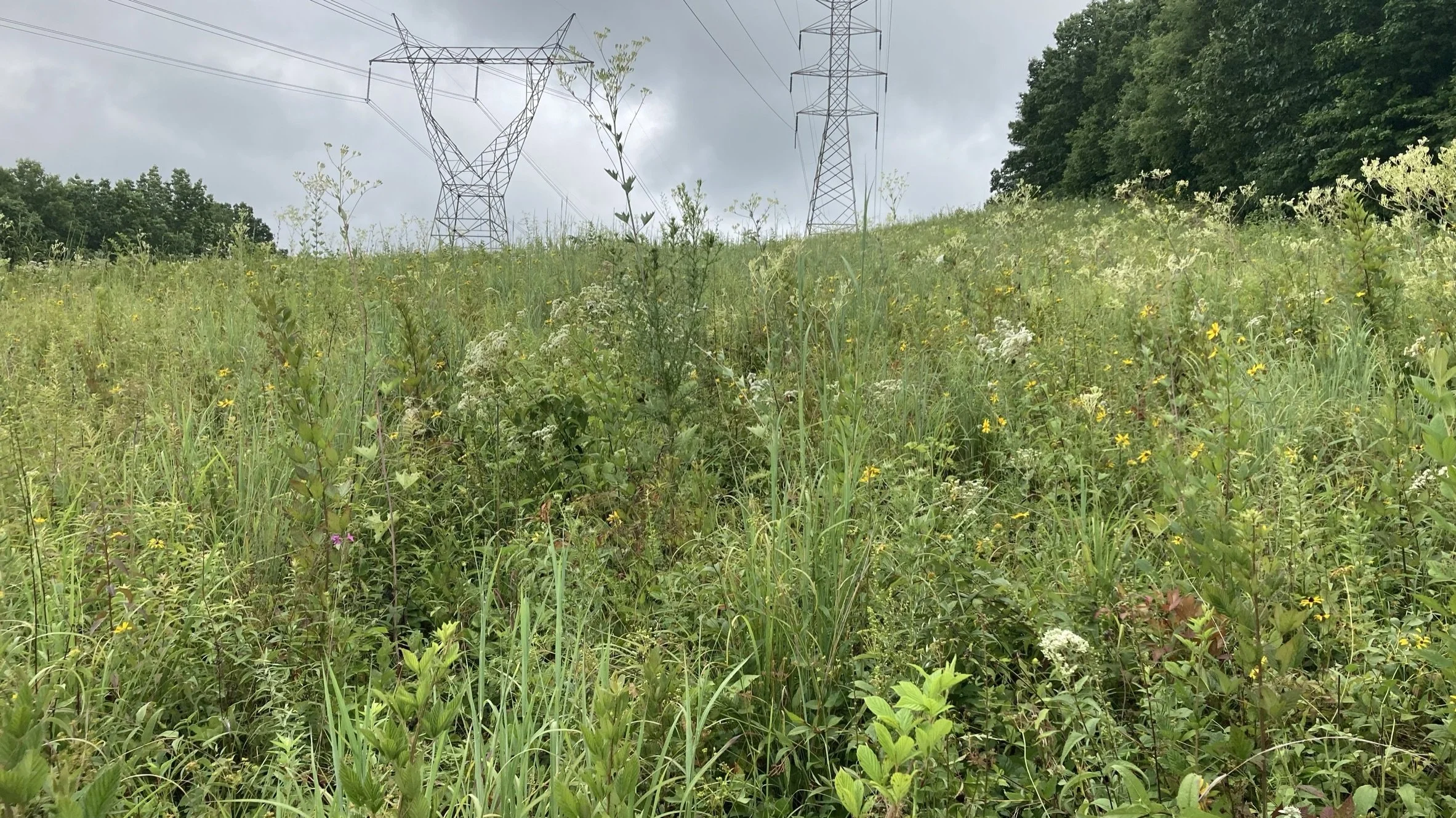   &nbsp; High-quality grassland remnant in a powerline corridor at Cumberland Trail State Park in Cumberland County, TN. This grassland flora represents the natural ground cover of open savannas found historically in this region of the Cumberland Pla