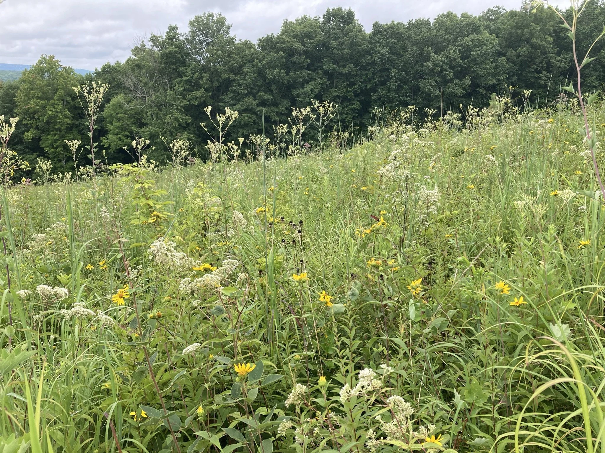   &nbsp; High-quality grassland remnant in a powerline corridor at Cumberland Trail State Park in Cumberland County, TN. This grassland flora represents the natural ground cover of open savannas found historically in this region of the Cumberland Pla