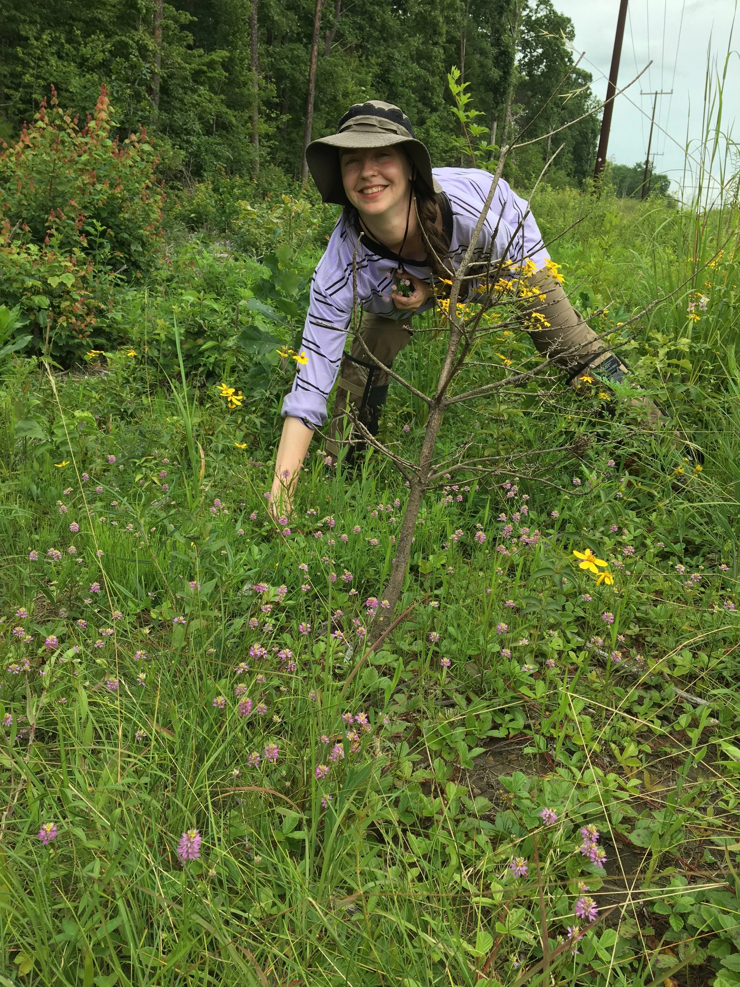  &nbsp;SGI Field Technician Brittney Georgic inspecting a population of Appalachian Milkwort ( Senega curtissii ) in a Tennessee Valley Authority powerline right-of-way on Bledsoe State Forest in Tennessee. This work was part of a collaborative study