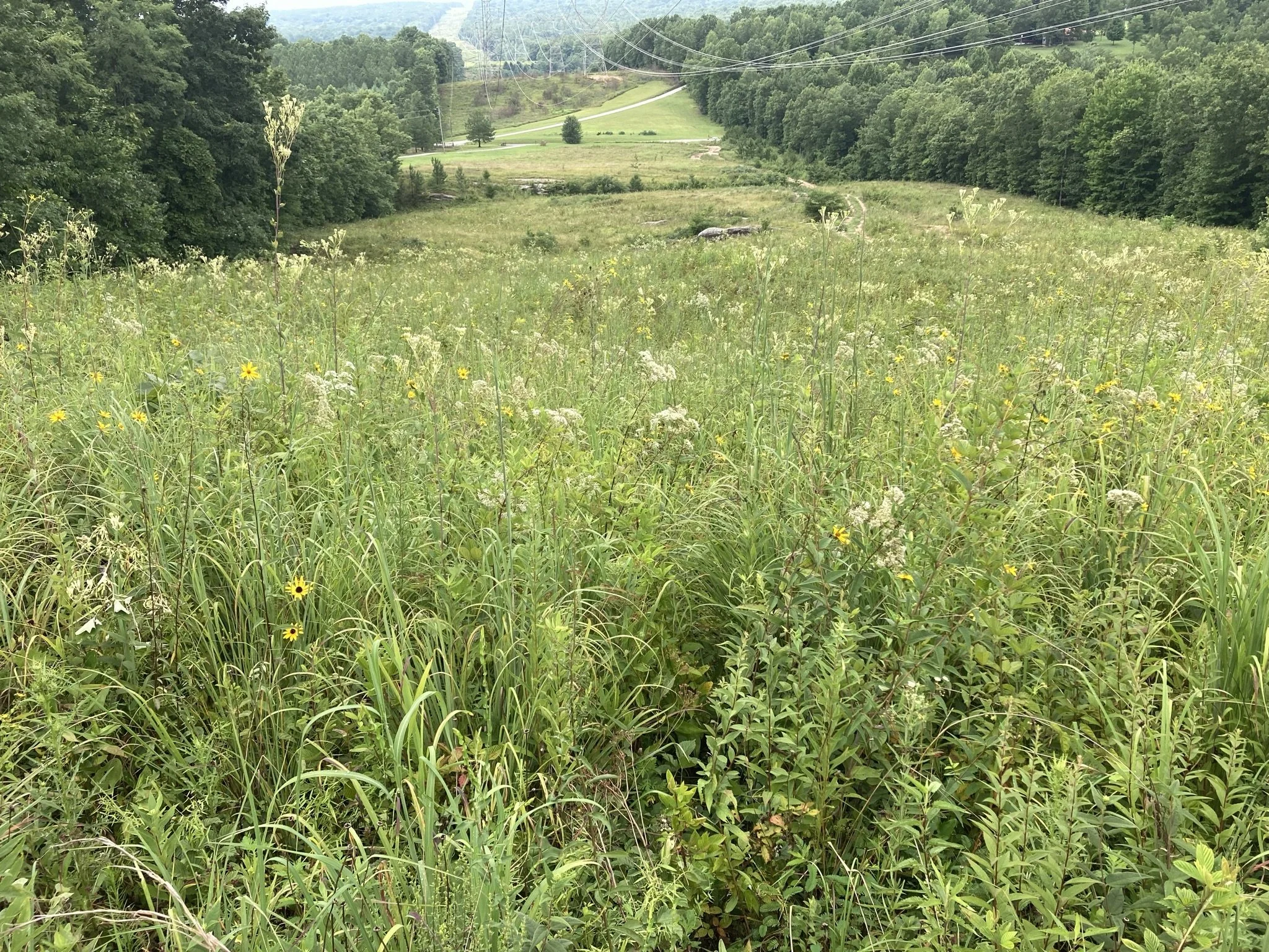   &nbsp; High-quality grassland remnant in a powerline corridor at Cumberland Trail State Park in Cumberland County, TN. This grassland flora represents the natural ground cover of open savannas found historically in this region of the Cumberland Pla