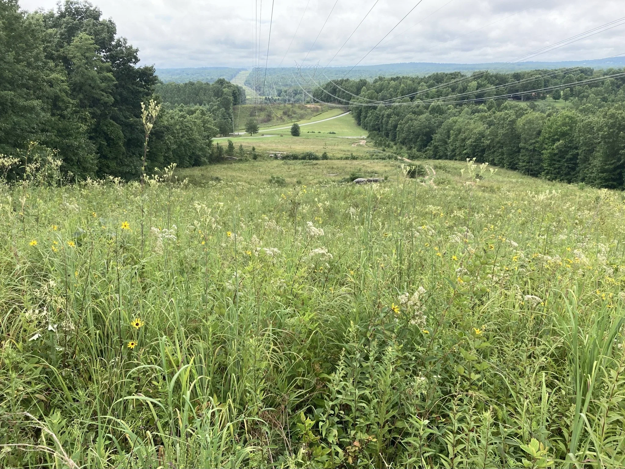   &nbsp; High-quality grassland remnant in a powerline corridor at Cumberland Trail State Park in Cumberland County, TN. This grassland flora represents the natural ground cover of open savannas found historically in this region of the Cumberland Pla