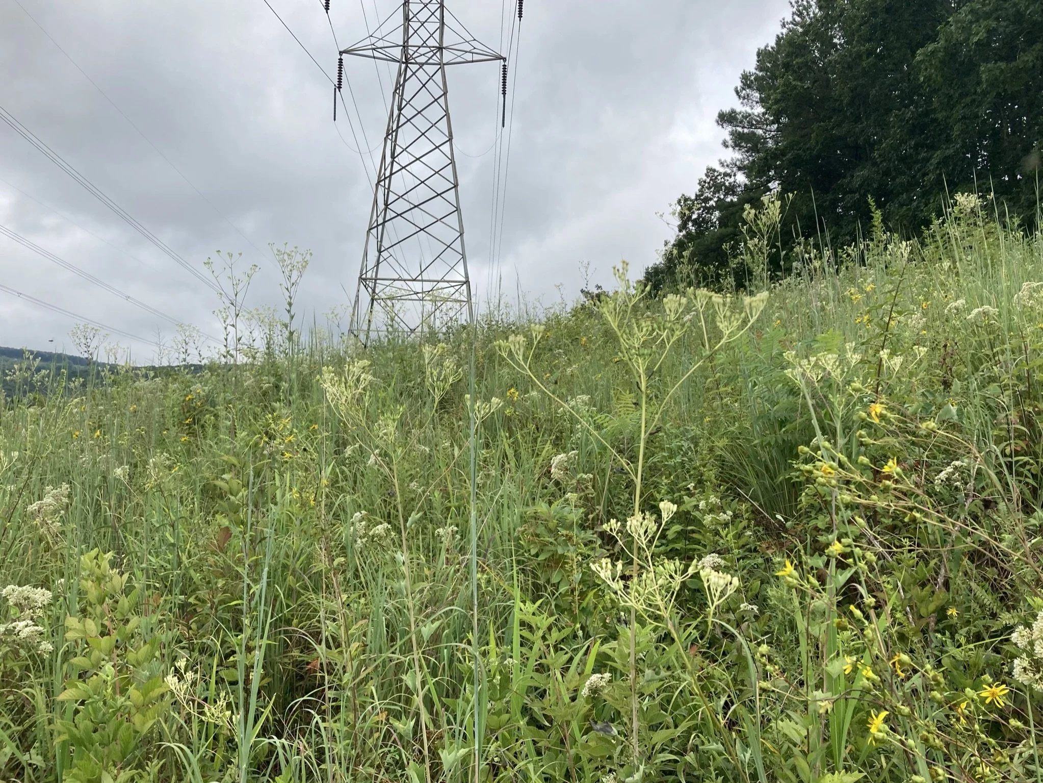   &nbsp; High-quality grassland remnant in a powerline corridor at Cumberland Trail State Park in Cumberland County, TN. This grassland flora represents the natural ground cover of open savannas found historically in this region of the Cumberland Pla