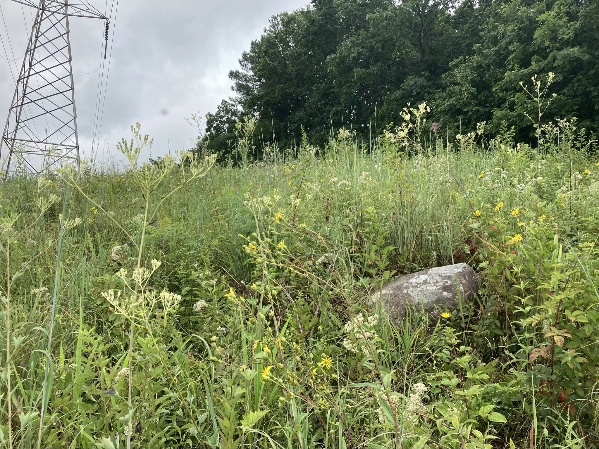   &nbsp; High-quality grassland remnant in a powerline corridor at Cumberland Trail State Park in Cumberland County, TN. This grassland flora represents the natural ground cover of open savannas found historically in this region of the Cumberland Pla