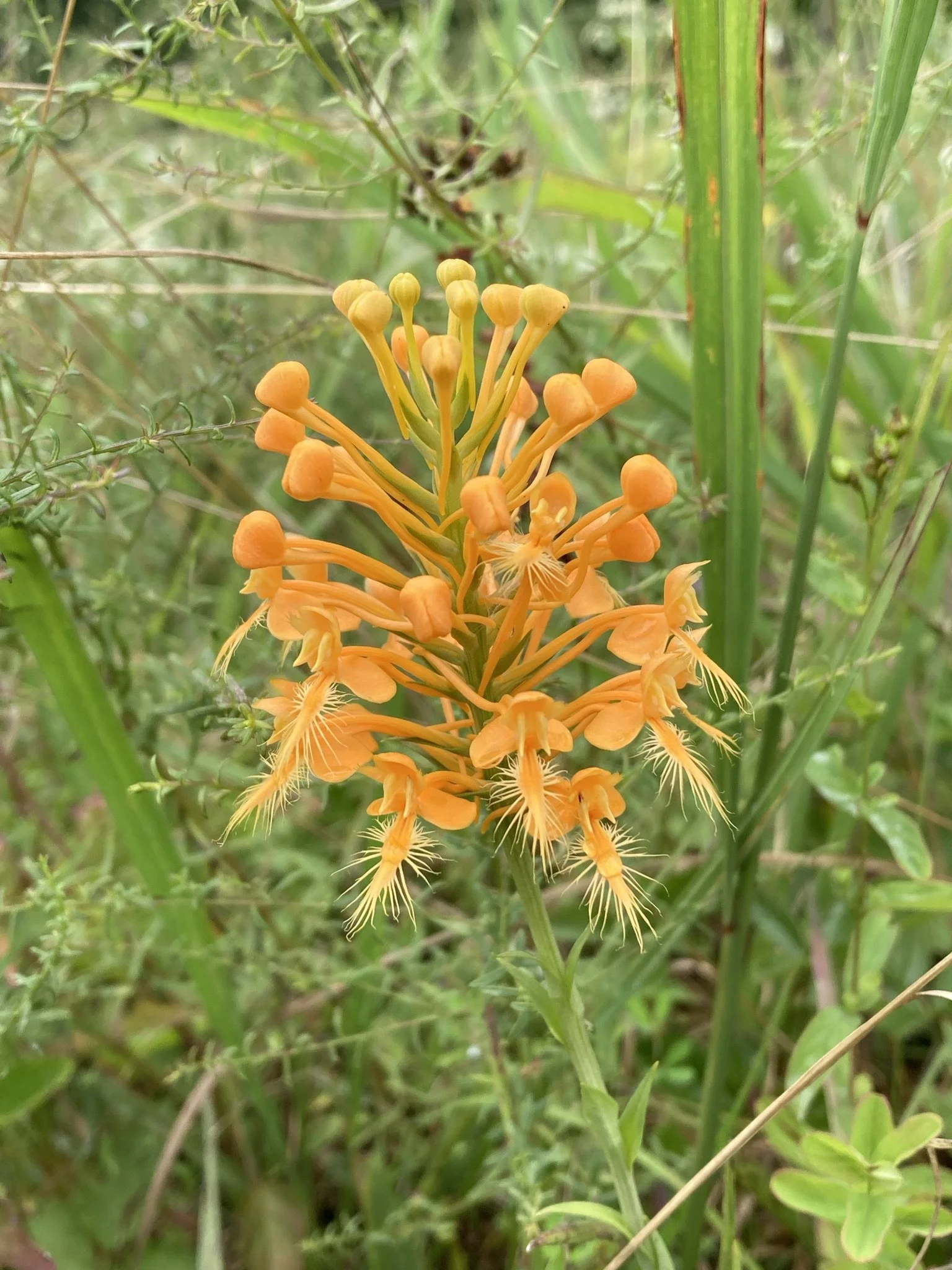  Yellow-fringed Orchid ( Platanthera ciliaris ) growing in a grassland remnant in a powerline corridor at Cumberland Trail State Park in Cumberland County, TN. Photo by Theo Witsell. 