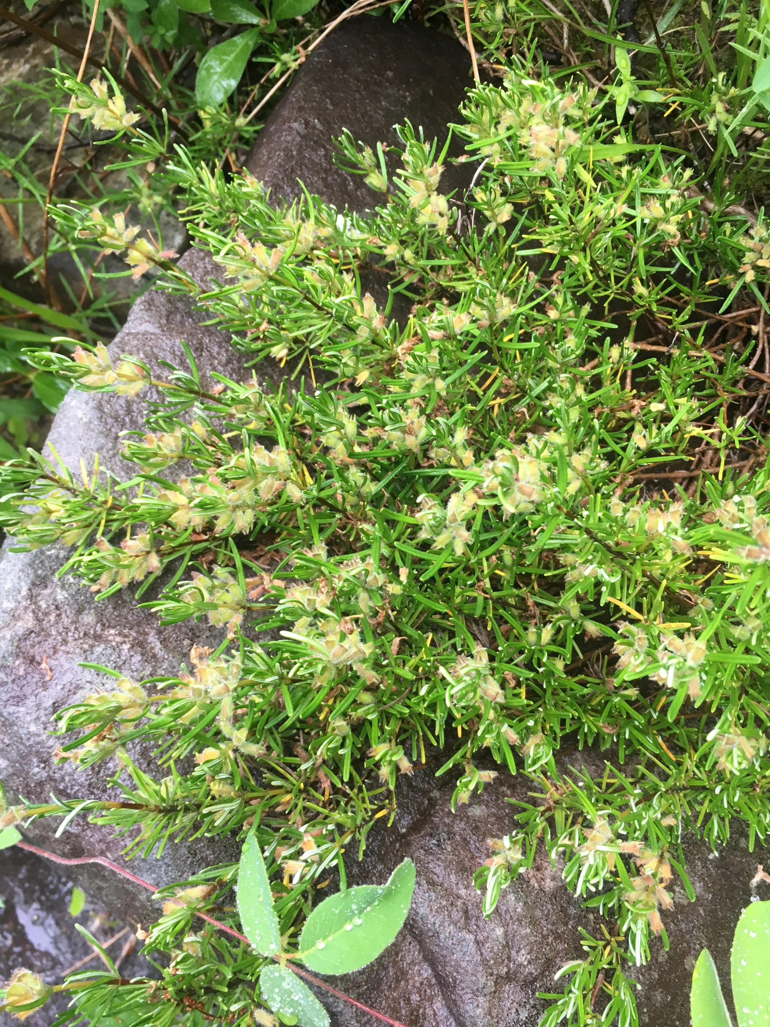  Cumberland Rosemary ( Conradina verticillata ) growing in high-quality riverscour barrens along the Clear Fork River within the Big South Fork National River and Recreation Area in Tennessee. This species is listed as Threatened under the federal En