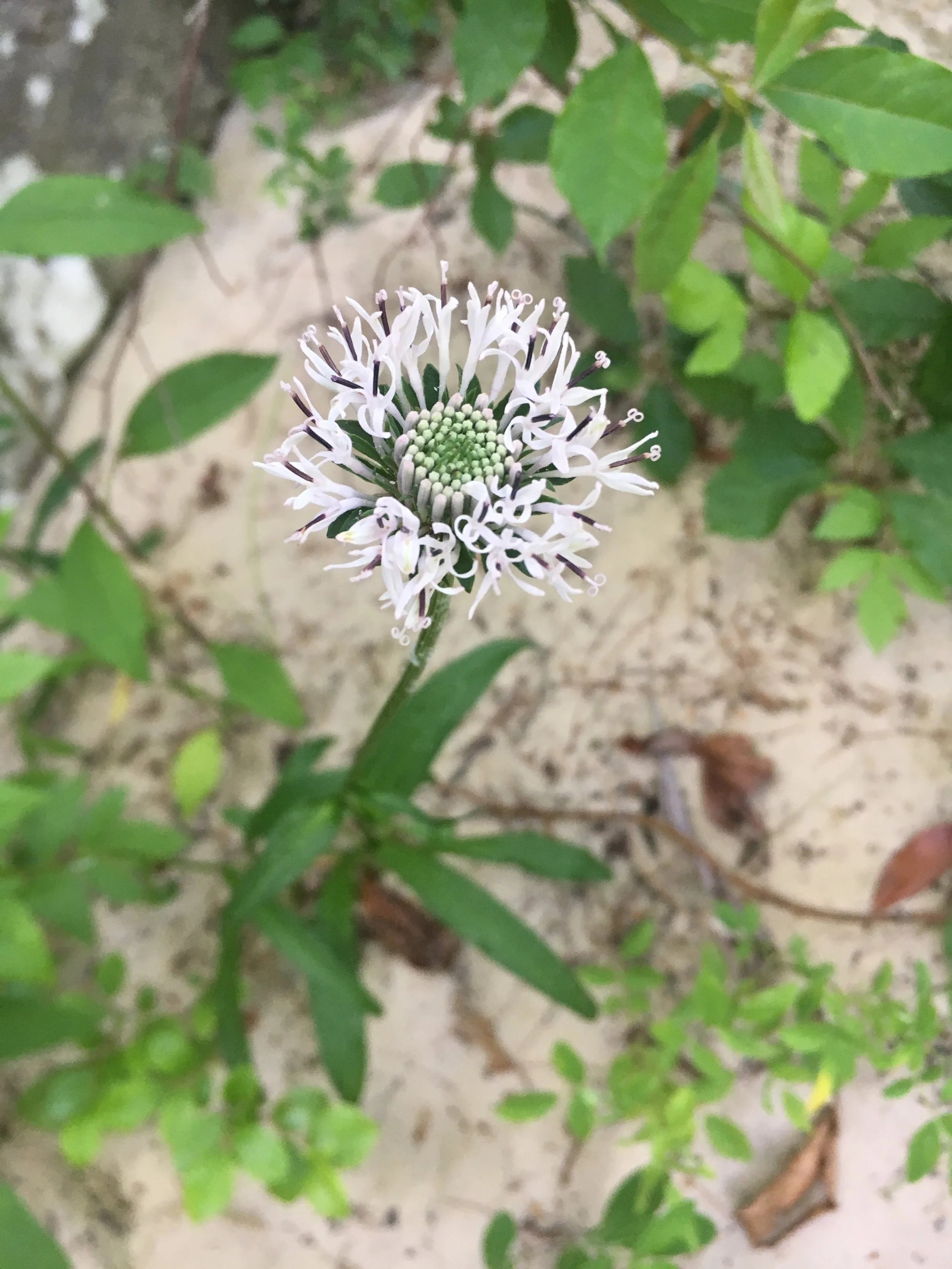  &nbsp;Beautiful Barbara’s-buttons ( Marshallia pulchra ), a globally-rare plant listed as Endangered in both Kentucky and Tennessee, growing in high-quality riverscour barrens along the Clear Fork River within the Big South Fork National River and R