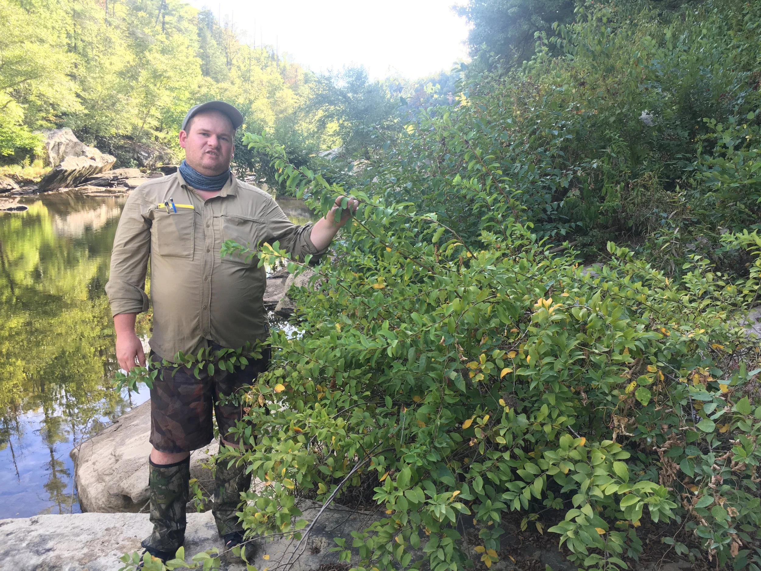  SGI’s Southern Appalachian Grassland Coordinator Zach Irick with a large population of Virginia Sweetspire ( Spiraea virginiana ), growing in high-quality riverscour barrens along the Clear Fork River within the Big South Fork National River and Rec