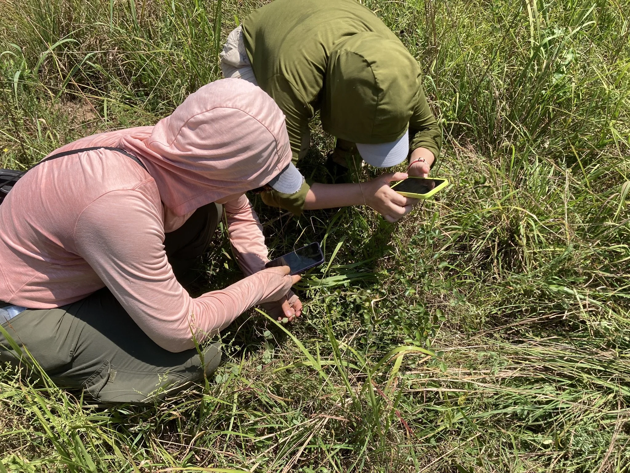  SGI’s western field team using iNaturalist to document the occurrence of Oneflower Hawthorn ( Crataegus uniflora ) in a rare sand grassland in the Ozark Highlands. Photo by Theo Witsell.    