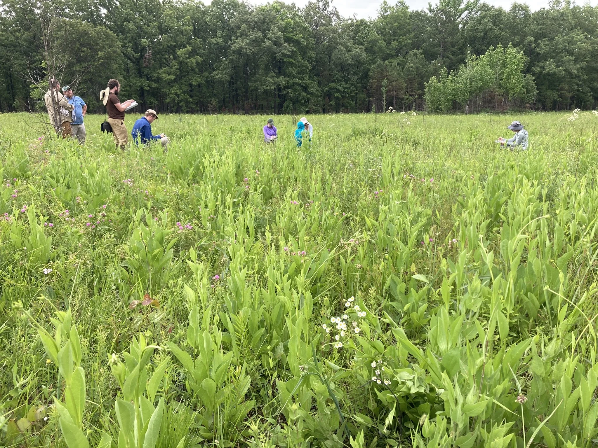  SGI field staff training in vegetation plot sampling in a high-quality seasonally wet prairie remnant at the Camp Robinson Special Use Area in Central Arkansas. Photo by Theo Witsell.    