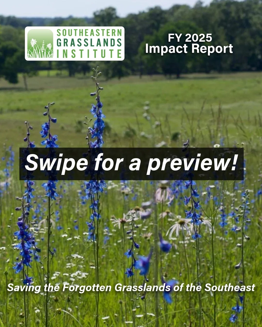 SGI is pleased to share our Fiscal Year 2025 Impact Report! Please click the link in our bio to view the complete report.

We can only do our work because of the support of our community - thank you for being part of our work to save the grasslands o
