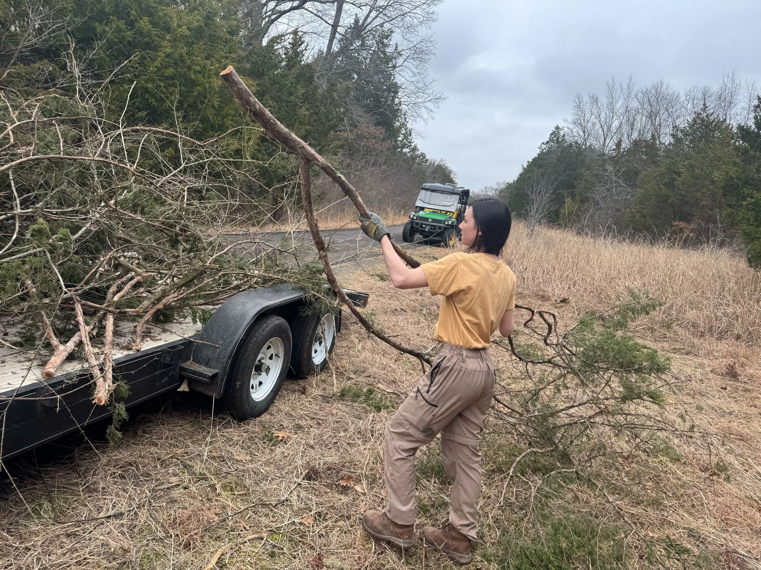 Sara Laviolette_Hauling cedar branch_Stones River_2.2026.jpg