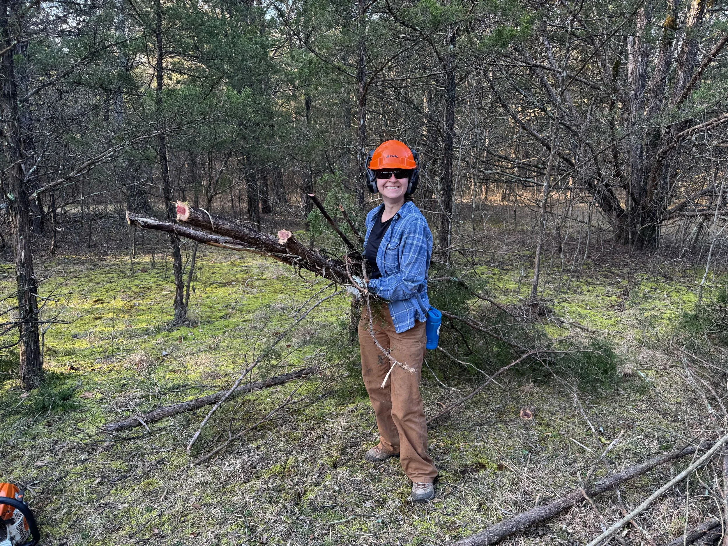 NPS technician dragging a cut cedar_Stones River_2.13.2026.jpg