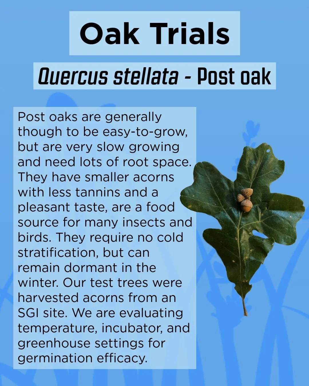SGI is excited to share the progress of our oak germination trials! Part of the purpose of our Native Plant Materials Program is to develop protocols for successful growth and propagation of native grasslands plants, which include oak trees! Swipe to
