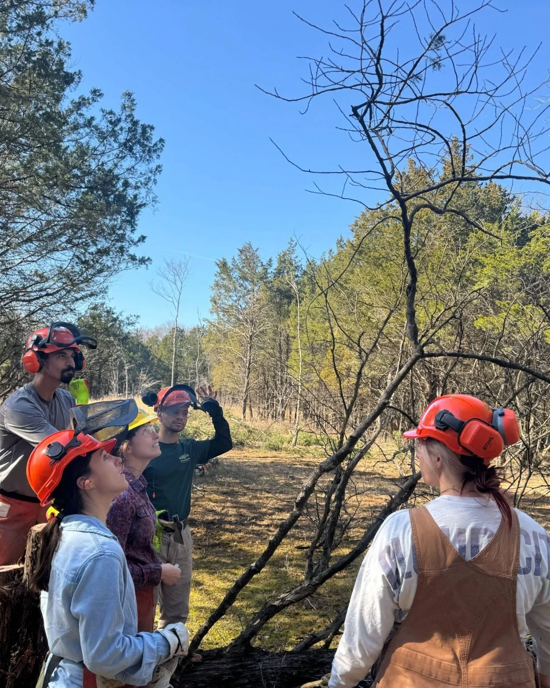 Our restoration teams continue to make great progress at Stones River National Battlefield. The progress from winter storm fern clean up to opening up the canopy is going well - we are excited to see more sun-loving species return to this site!

#seg