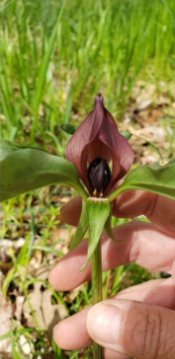 Prairie Trillium, Trillium recurvatum