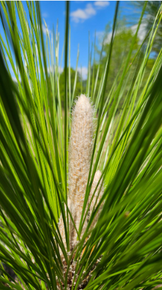 Longleaf Pine sapling