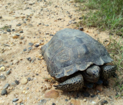 Gopher Tortoise