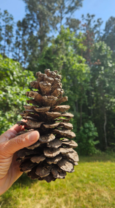 Longleaf Pine pinecone