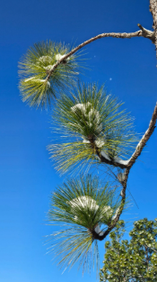 Longleaf Pine branches covered in snow. PC Jessica Bulling