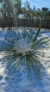Longleaf Pine needles covered by snow. PC Jessica Bulling