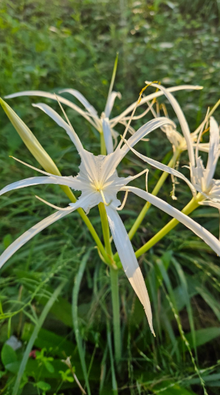 Hymenocallis occidentalis, Woodland Spider-lily