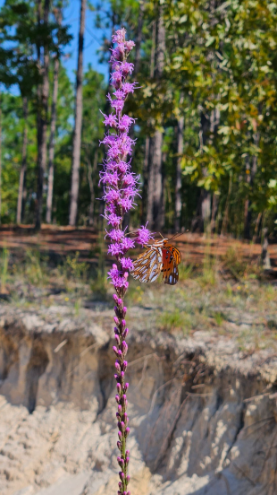 Butterfly on Blazing Star (Liatris sp.)