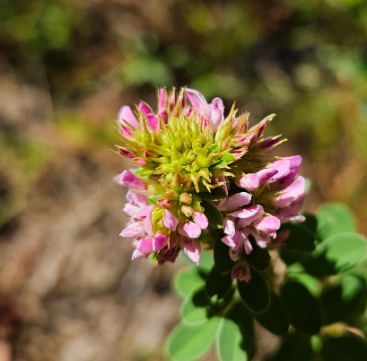 Violet Lespedeza, Lespedeza violacea