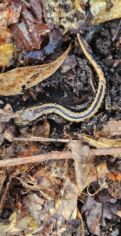 Three-lined Salamander, Eurycea guttolineata