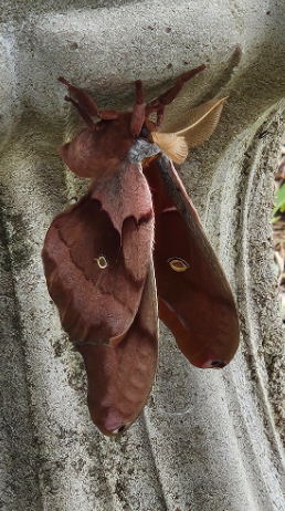 Cecropia moth, Hyalophora cecropia