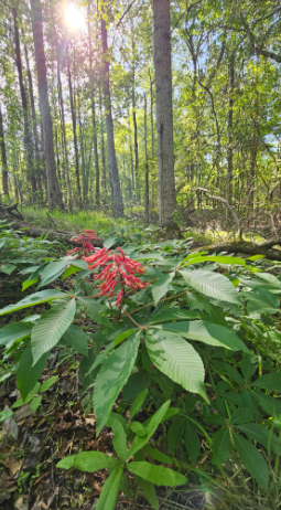 Red Buckeye, Aesculus pavia