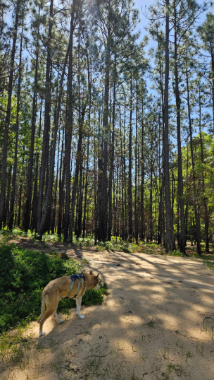 Longleaf pine stand post prescribed burn