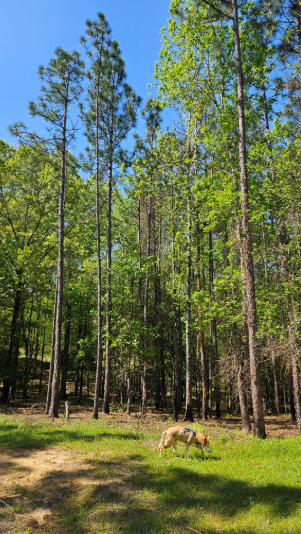 Longleaf pine stand following prescribed burn and thinning