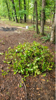 Pile of muscadine grapevines removed from longleaf pine understory