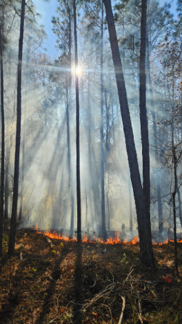 Snapshot of a prescribed burn in the understory of the longleaf pine habitat