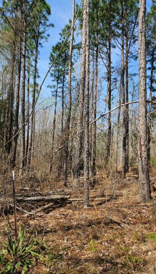 Deadfall trees in longleaf pine habitat