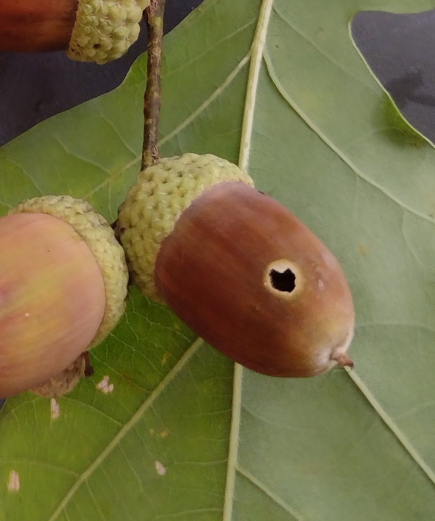 Acorn Weevil Damage to an acorn