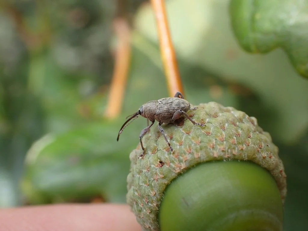 Adult Acorn Weevil, Curculio glandium